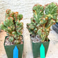 Cereus Forbesii Monstrose Variegated | Imported Cactus | Rare Succulent