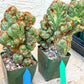 Cereus Forbesii Monstrose Variegated | Imported Cactus | Rare Succulent