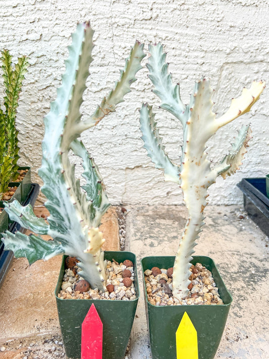 Ghost cactus (G1) | White variegated Euphorb lactea | Imported Cactus