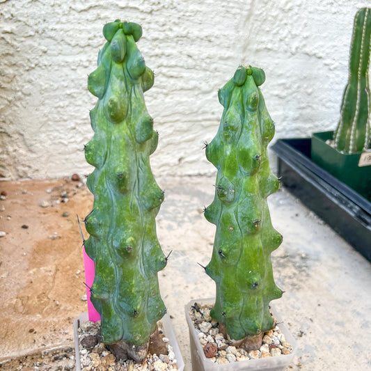 Boobie Cactus | Myrtillocactus geometrizans | fukurokuryuzinboku