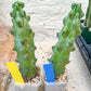 Boobie Cactus | Myrtillocactus geometrizans | fukurokuryuzinboku