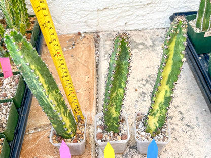 Harrisia Jusbertii Variegated | Imported Cactus | Rare Succulent