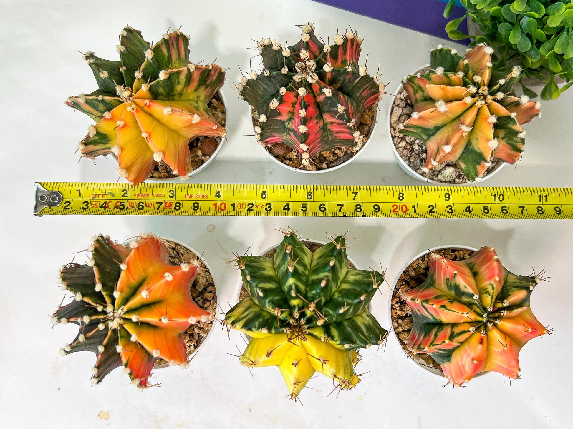 Gymnocalycium Mihanovichii Var (#G1A) | Imported From Taiwan | 3' Pot