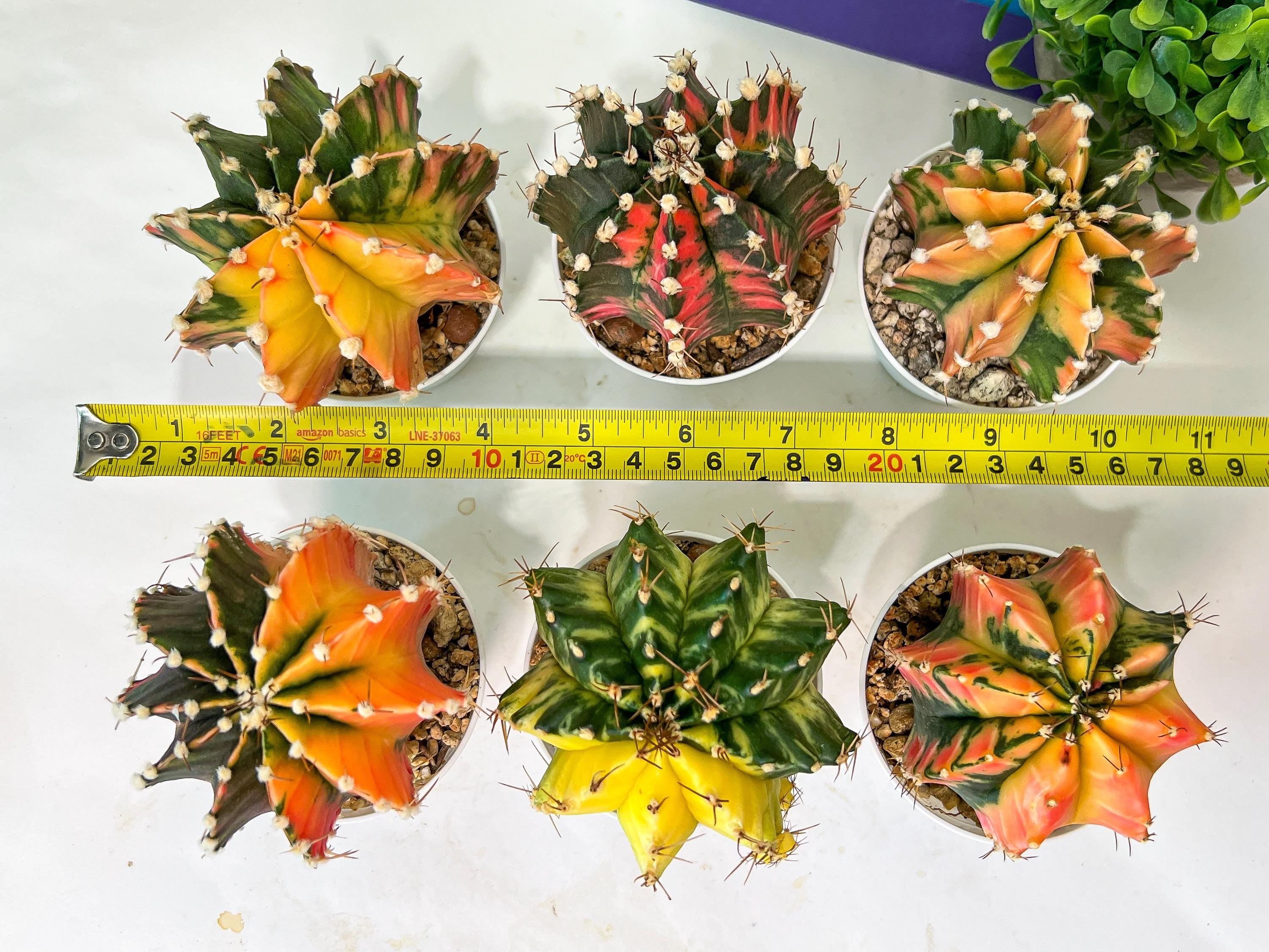Gymnocalycium Mihanovichii Var (#G1A) | Imported From Taiwan | 3' Pot