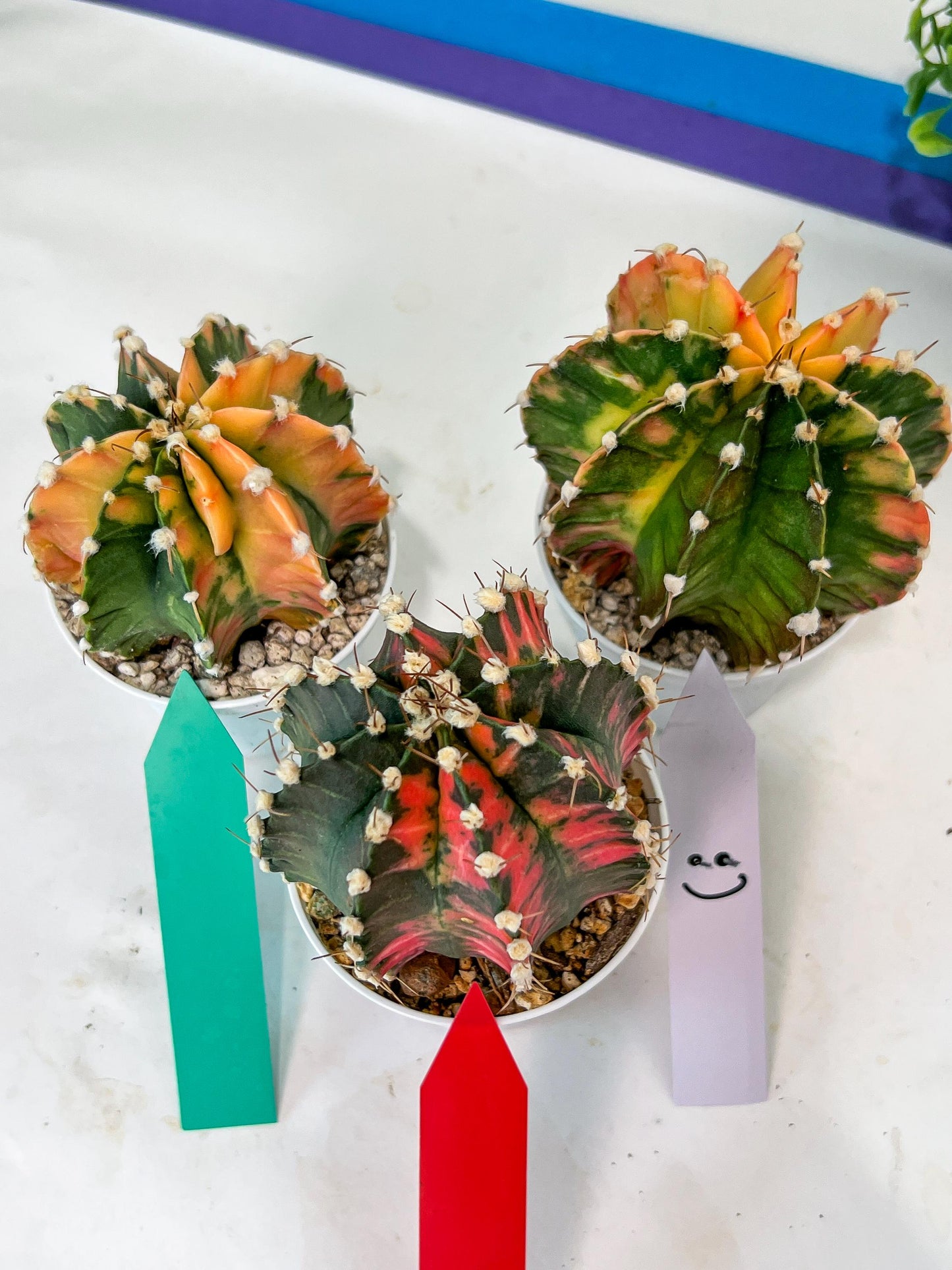 Gymnocalycium Mihanovichii Var (#G1A) | Imported From Taiwan | 3' Pot