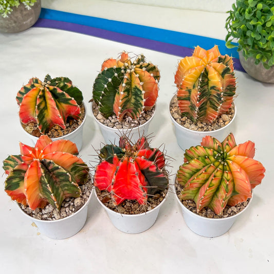 Gymnocalycium Mihanovichii Var (#G1B) | Imported From Taiwan | 3' Pot