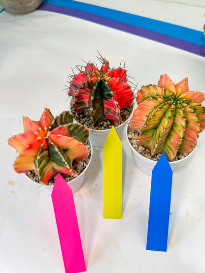 Gymnocalycium Mihanovichii Var (#G1B) | Imported From Taiwan | 3' Pot