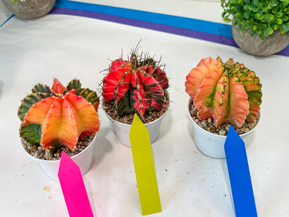 Gymnocalycium Mihanovichii Var (#G1B) | Imported From Taiwan | 3' Pot