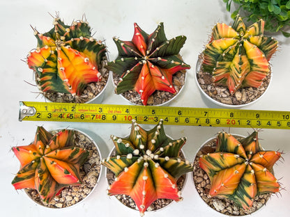 Gymnocalycium Mihanovichii Var (#G1C) | Imported From Taiwan | 3' Pot