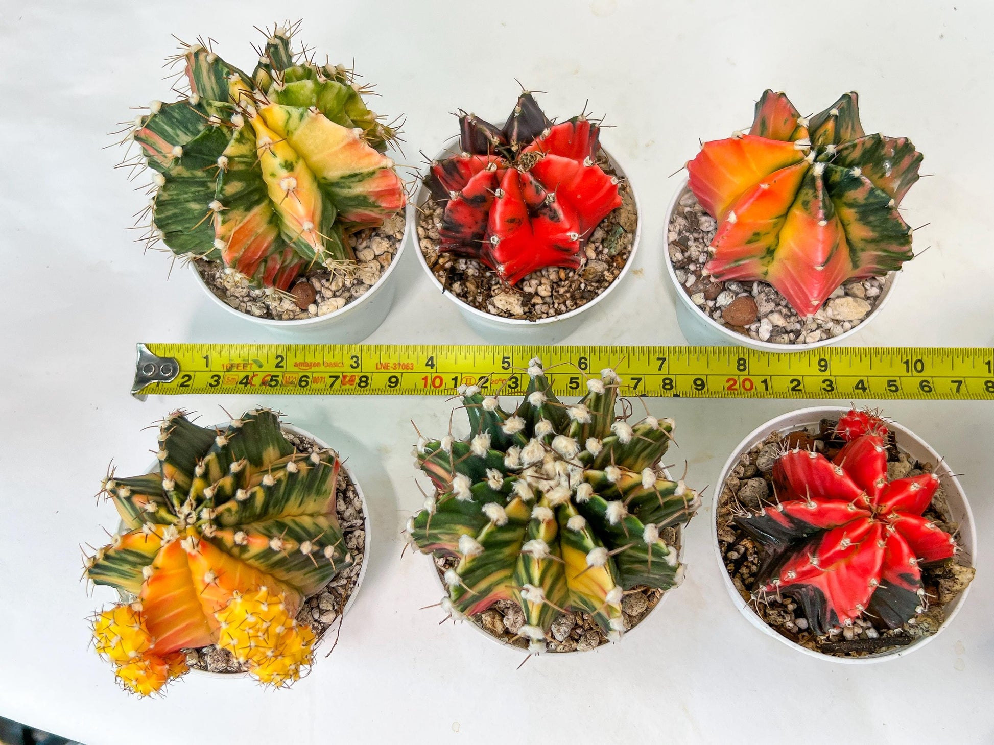 Gymnocalycium Mihanovichii Var (#G2A) | Imported From Taiwan | 3' Pot