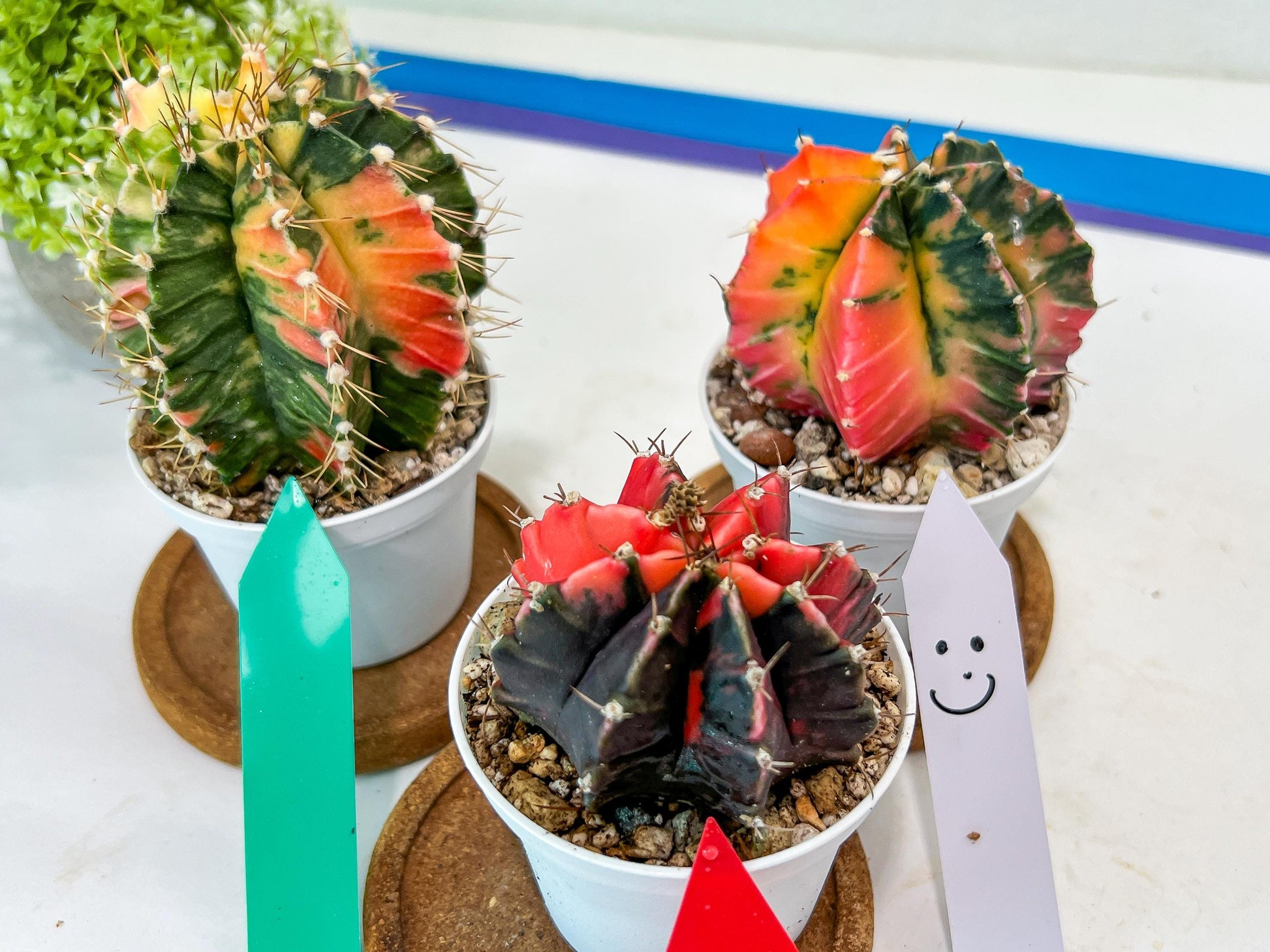 Gymnocalycium Mihanovichii Var (#G2A) | Imported From Taiwan | 3' Pot