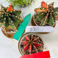 Gymnocalycium Mihanovichii Var (#G2B) | Imported From Taiwan | 3' Pot