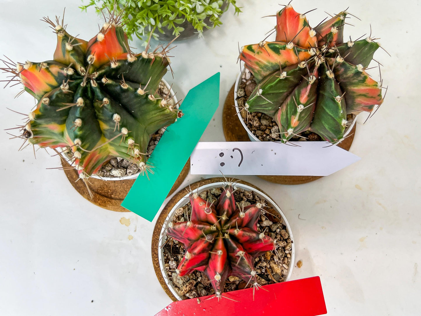 Gymnocalycium Mihanovichii Var (#G2B) | Imported From Taiwan | 3' Pot