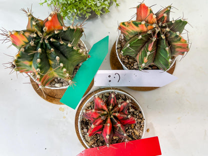 Gymnocalycium Mihanovichii Var (#G2B) | Imported From Taiwan | 3' Pot