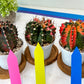 Gymnocalycium Mihanovichii Var (#G2B) | Imported From Taiwan | 3' Pot