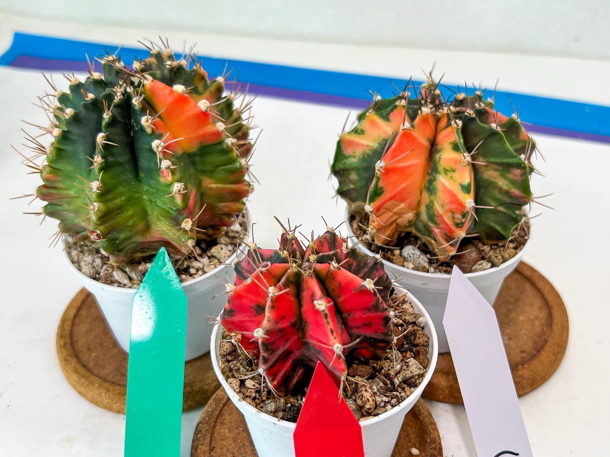 Gymnocalycium Mihanovichii Var (#G2B) | Imported From Taiwan | 3' Pot