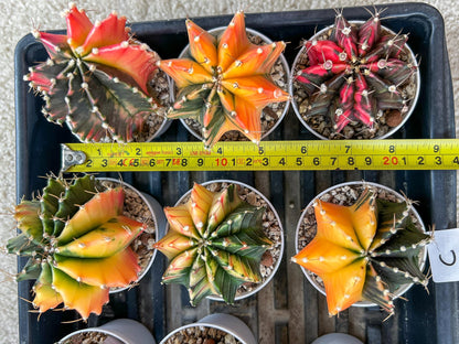 Gymnocalycium Mihanovichii Var (#G2C) | Imported From Taiwan | 3' Pot
