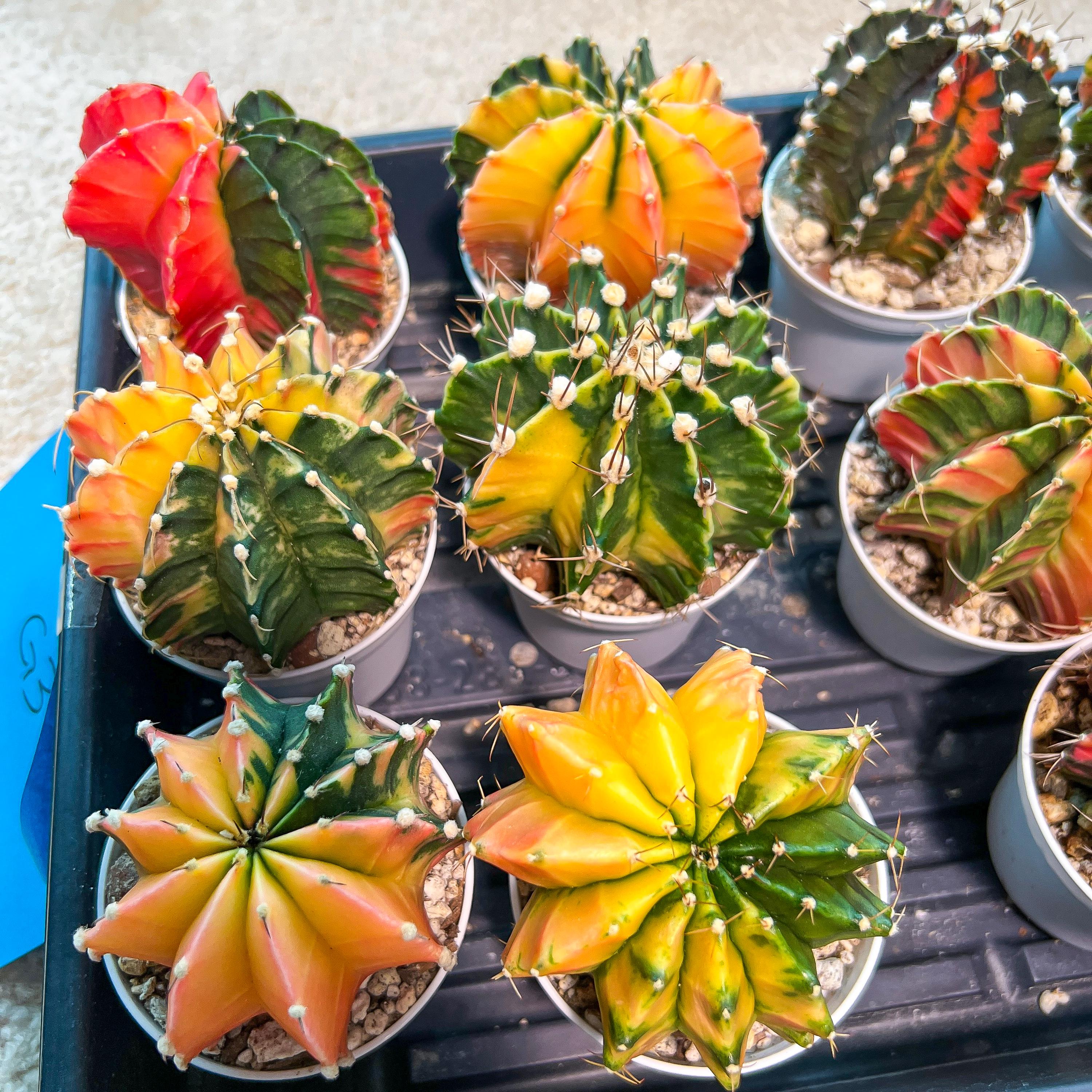 Gymnocalycium Mihanovichii Var (#G3A) | Imported From Taiwan | 3' Pot