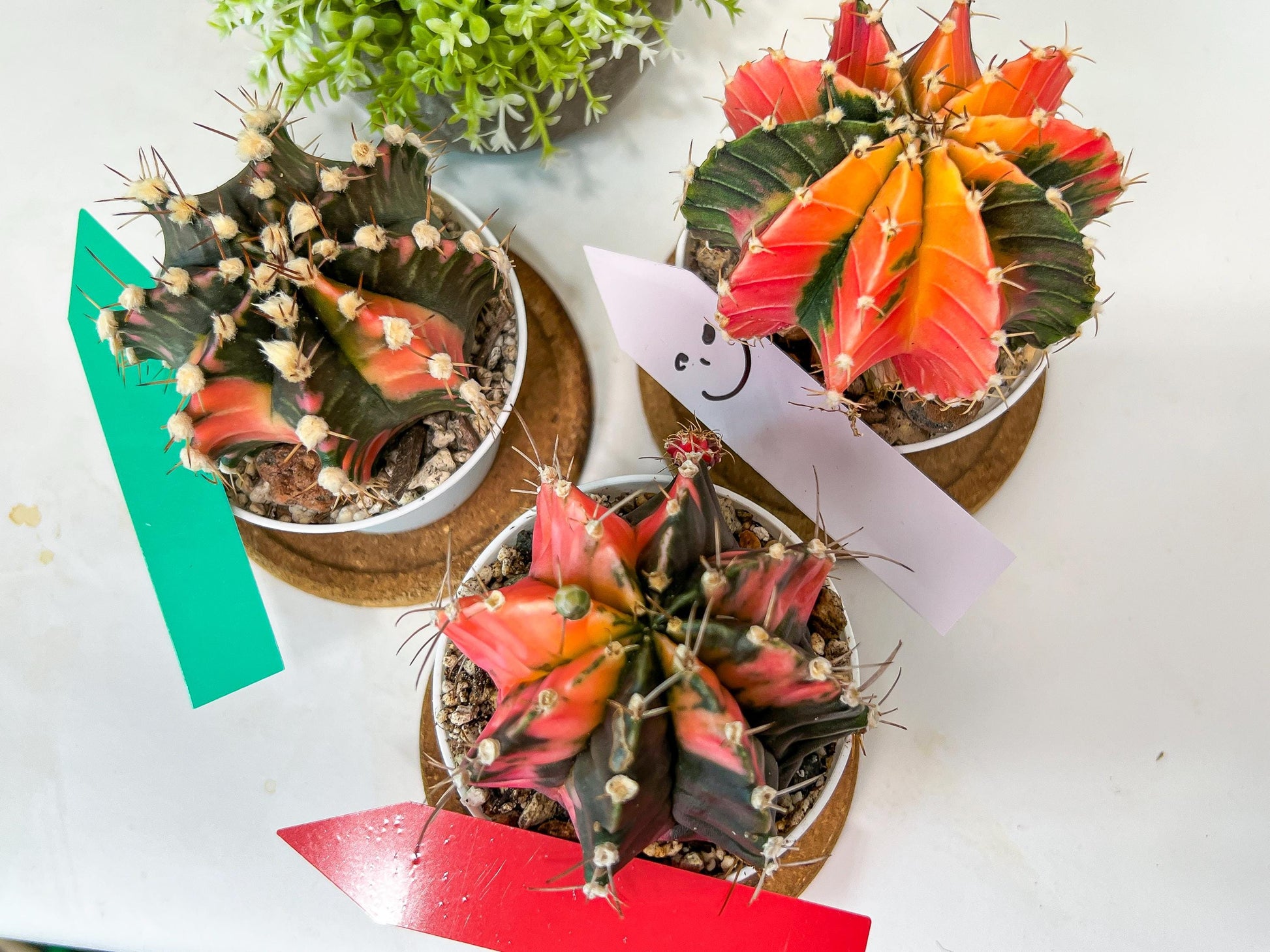 Gymnocalycium Mihanovichii Var (#G3C) | Imported From Taiwan | 3' Pot