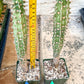 Eupho Viguieri var. Ankarafantsiensis | Imported plants