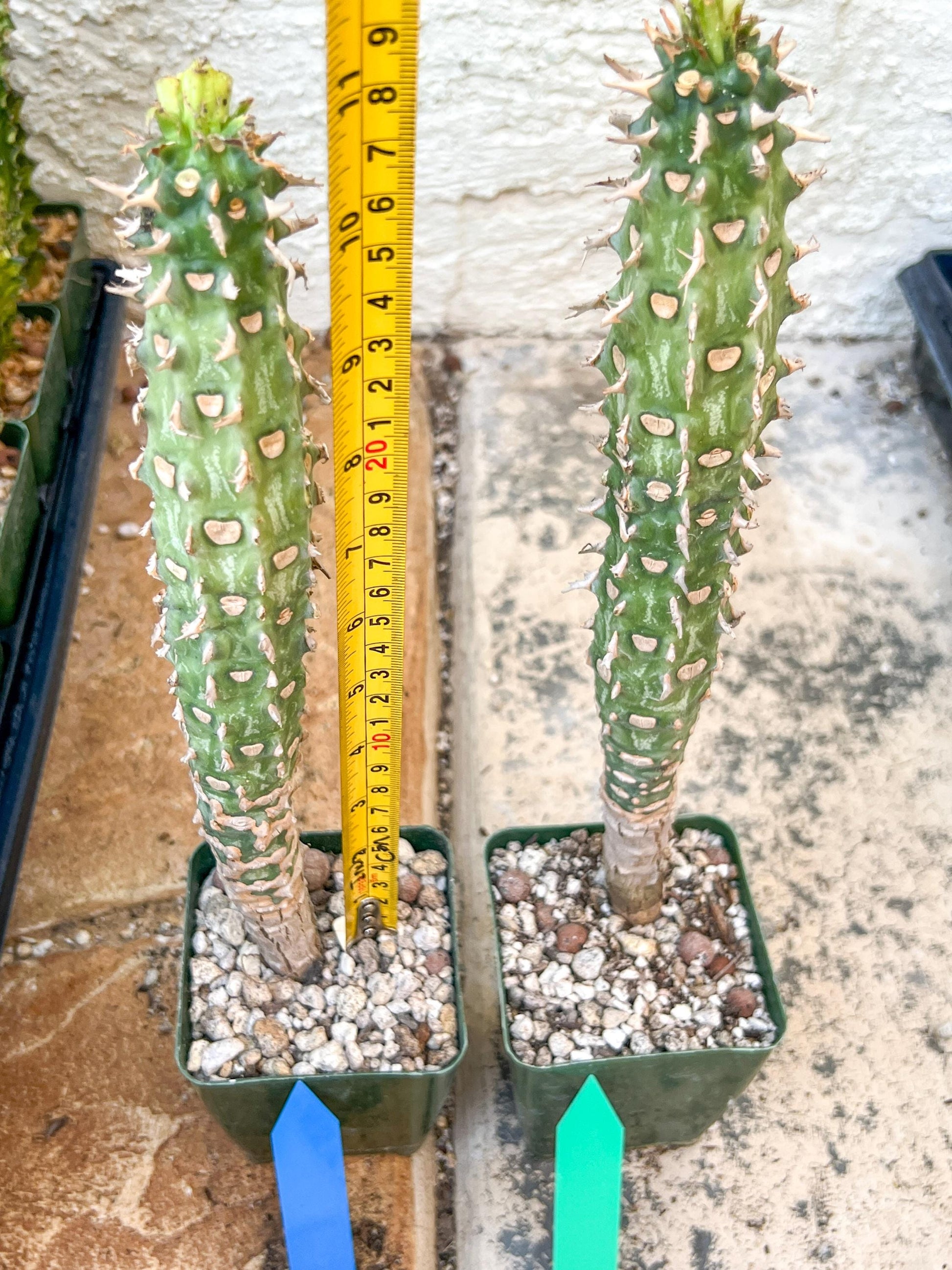 Eupho Viguieri var. Ankarafantsiensis | Imported plants