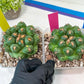 Coryphantha Elephantidens Var. Tanshi | Rare Cactus | Very Rare Import
