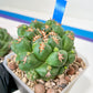 Coryphantha Elephantidens Var. Tanshi | Rare Cactus | Very Rare Import
