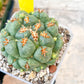 Coryphantha Elephantidens Var. Tanshi | Imported Cactus | Rare Succulent