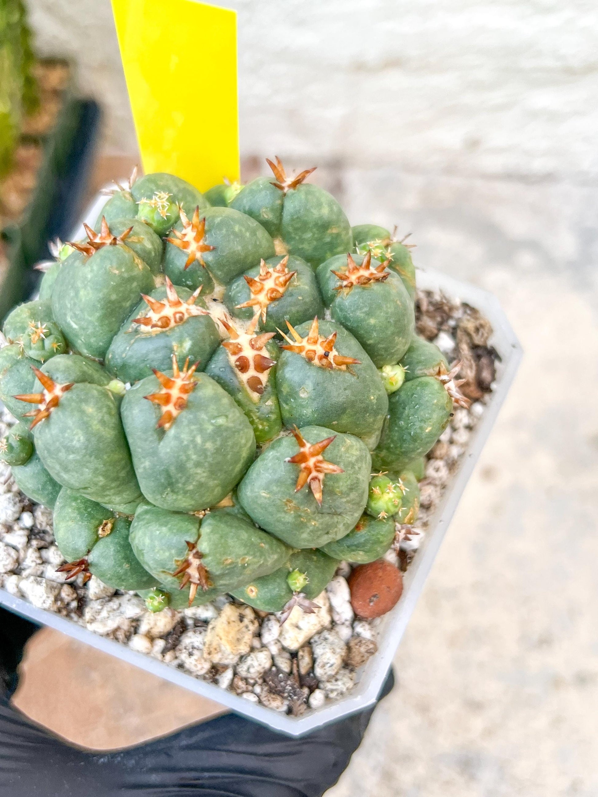 Coryphantha Elephantidens Var. Tanshi | Imported Cactus | Rare Succulent