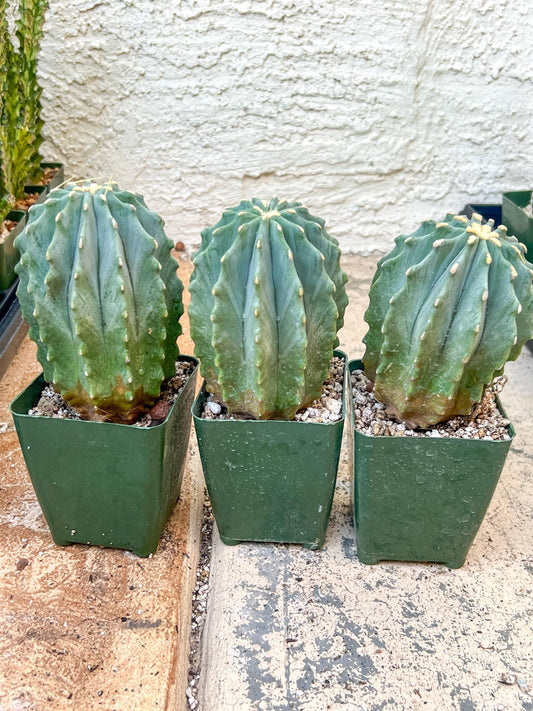 Ferocactus glaucescens inermis | Imported Plants | 5Inch tall