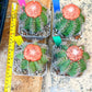 Turk's Cap Cactus - Melocactus curvispinus | Imported Cactus