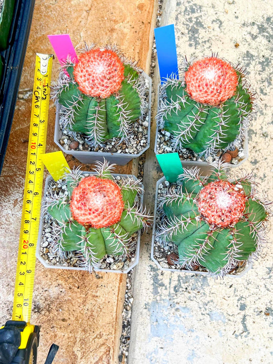 Turk's Cap Cactus - Melocactus curvispinus | Imported Cactus