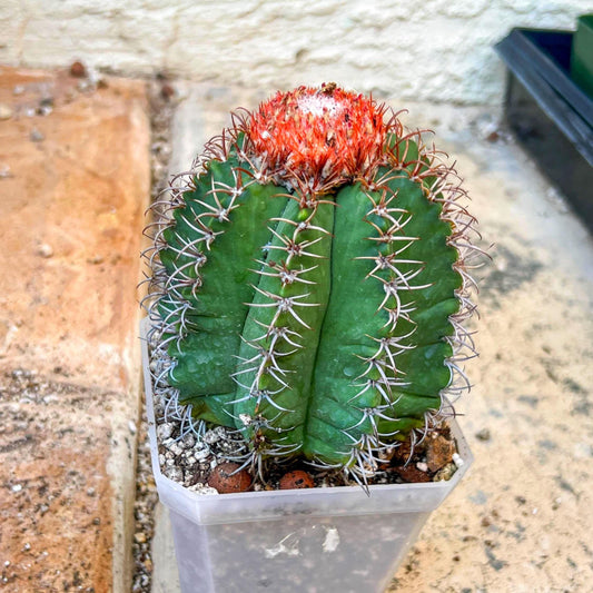 Turk's Cap Cactus - Melocactus curvispinus | Imported Cactus