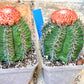 Turk's Cap Cactus - Melocactus curvispinus | Imported Cactus