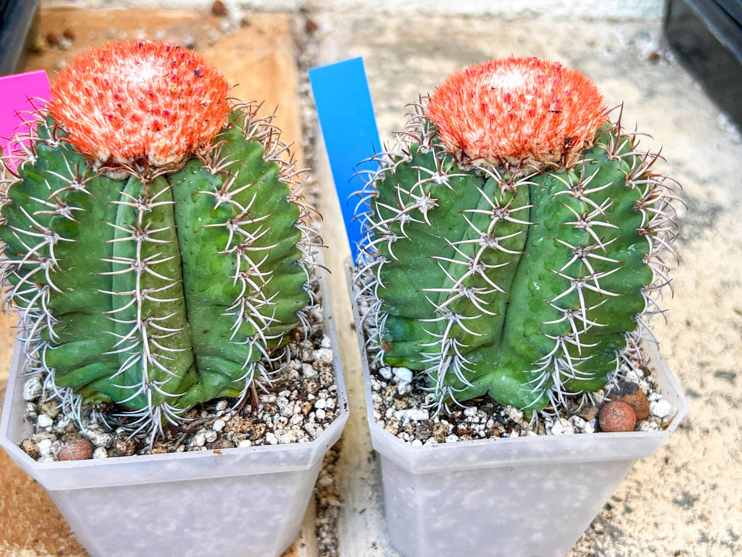 Turk's Cap Cactus - Melocactus curvispinus | Imported Cactus