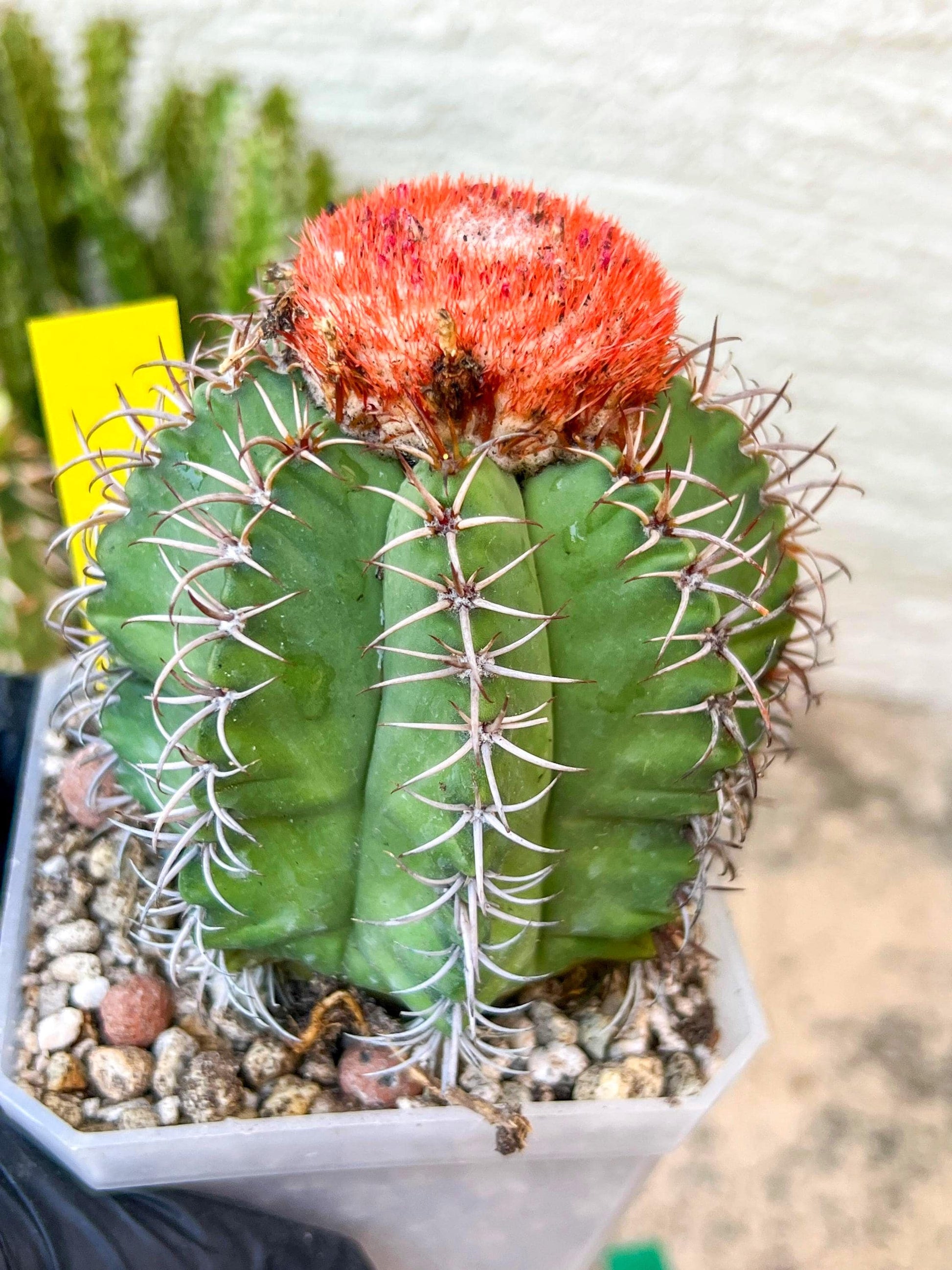 Turk's Cap Cactus - Melocactus curvispinus | Imported Cactus