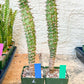 Eupho Viguieri var. Ankarafantsiensis | Imported plants