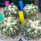 Coryphantha Elephantidens Thorn Crested | Imported Cactus | Rare Succulent