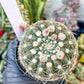 Notocactus Uebelmannianus | Rare succulent | 3.5" Planter