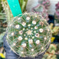 Notocactus Uebelmannianus | Rare succulent | 3.5" Planter
