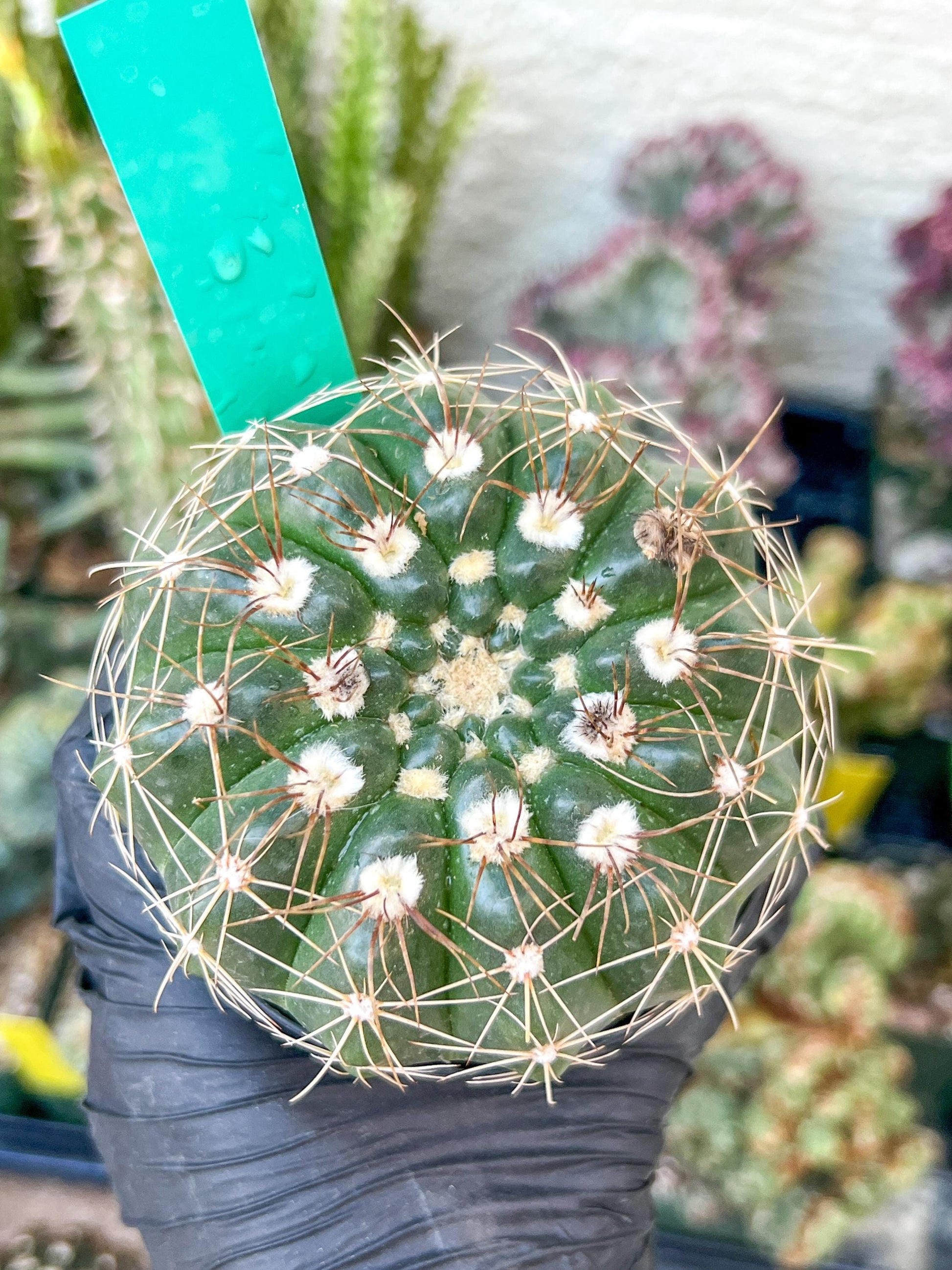 Notocactus Uebelmannianus | Rare succulent | 3.5" Planter