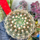 Notocactus Uebelmannianus | Rare succulent | 3.5" Planter