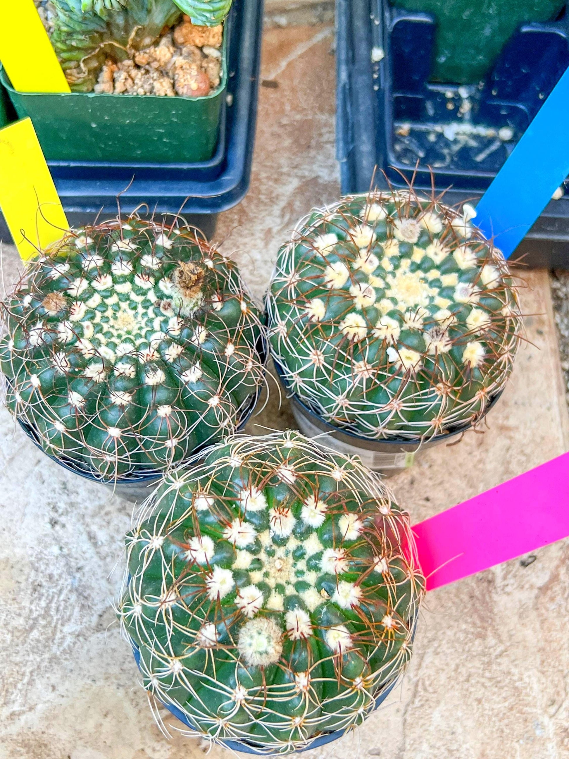 Notocactus Uebelmannianus | Rare succulent | 3.5" Planter