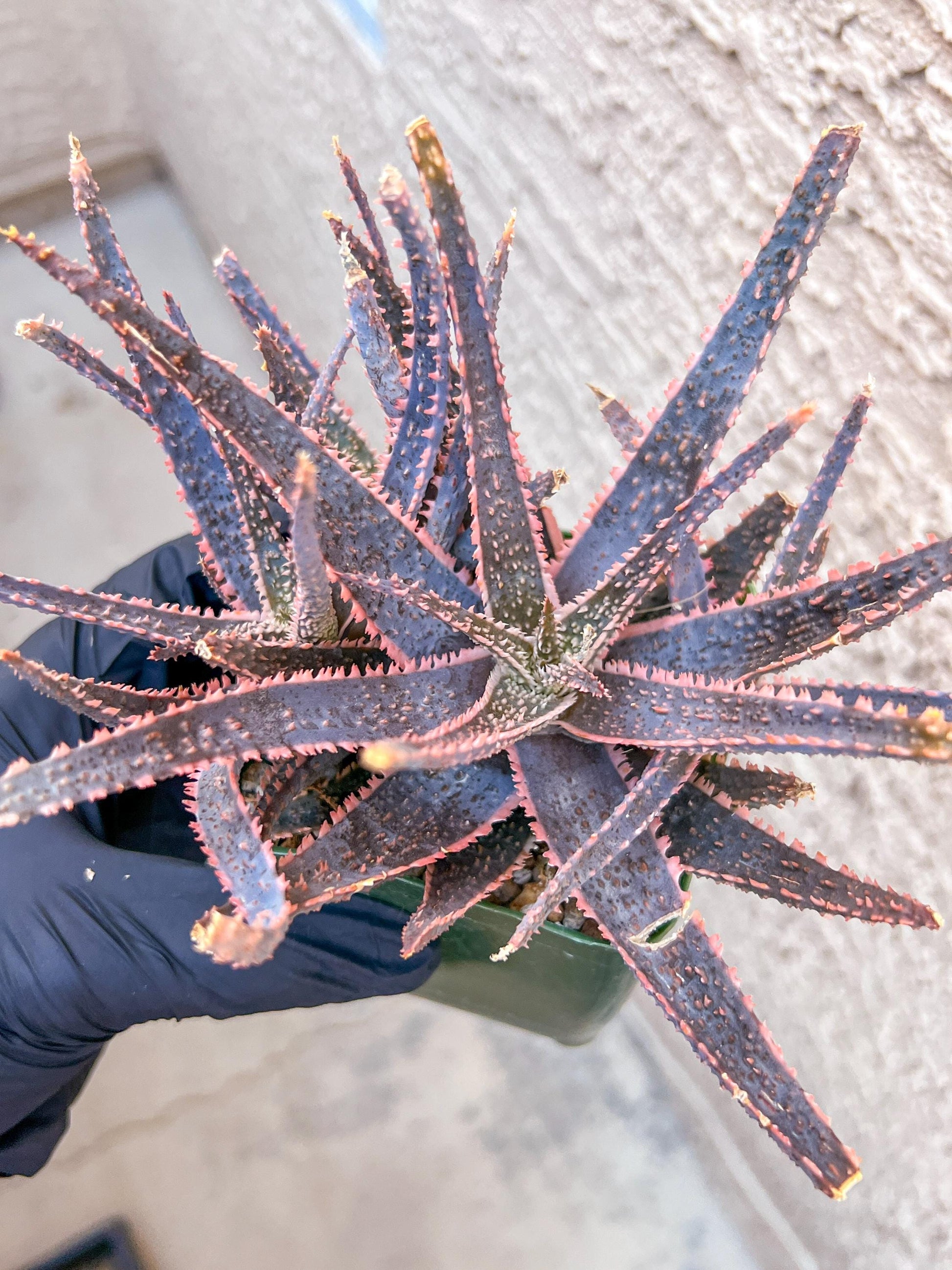 Rare - Aloe Purple Haze | Indoor Succulents | 3.5" Planter