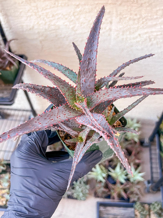 Aloe AJR Hybrid | Rare aloe plant | Rare succulent | 3.5" Planter