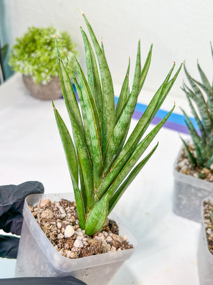 Sansevieria Hara Spaik (#AC49) | Rare Imported