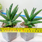 Sansevieria Argento Meloni (#AC51) | Discover a One-of-a-Kind Plant