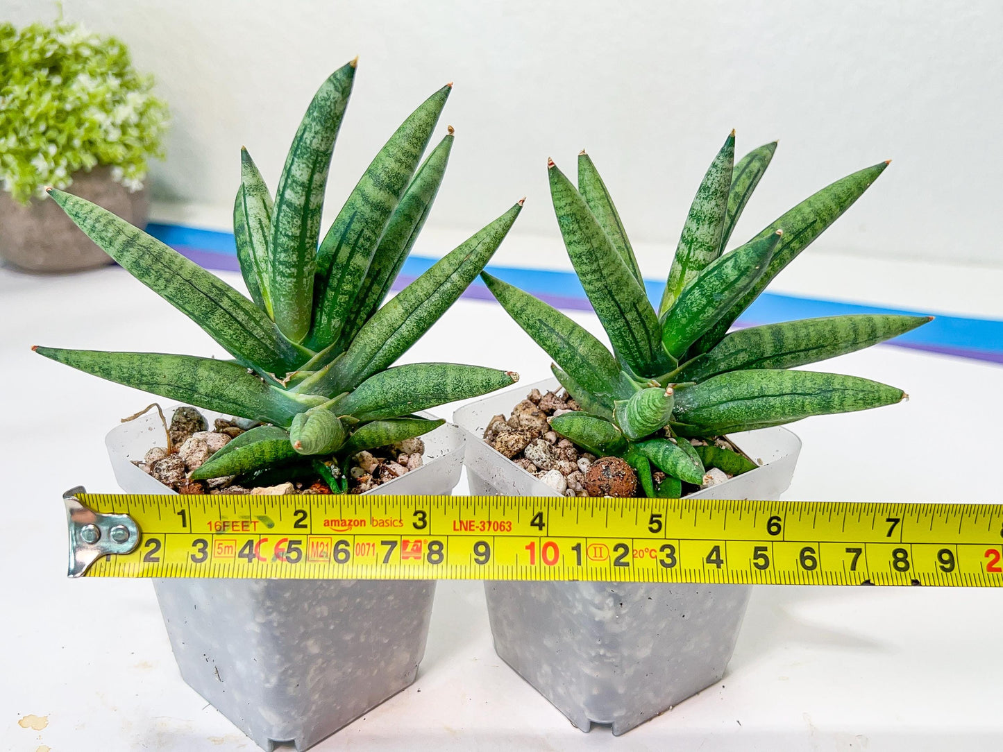 Sansevieria Argento Meloni (#AC51) | Discover a One-of-a-Kind Plant