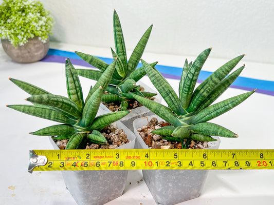 Sansevieria Argento Meloni (#AC51) | Imported Plants | Rare Hybrid Species