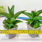 Sansevieria Hybrid Maya (AC55) | Sri katon' x pinguicula